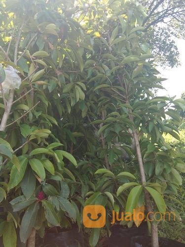 Pohon Sawo Kecik.Sawo Kicik.081292127731