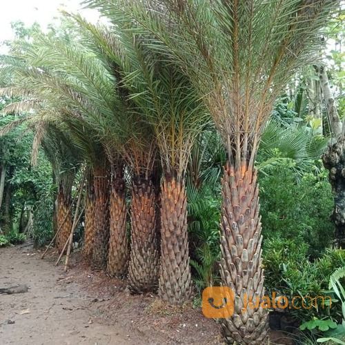 Pohon Palem Kenari Murah.Dll 081292127731