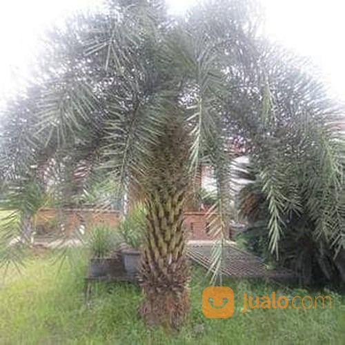 Pohon Palem Kenari Murah.Dll 081292127731
