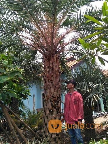 Pohon Palem Kenari Murah.Dll 081292127731