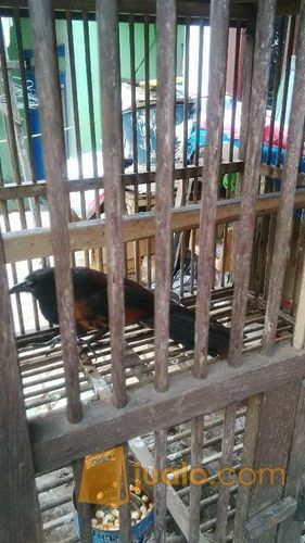 burung gagak mata merah