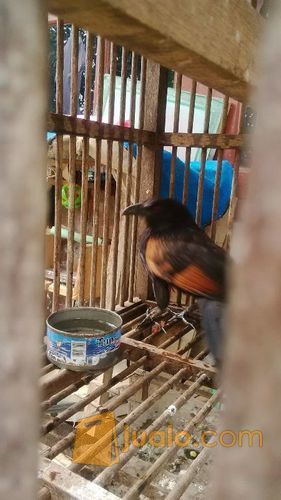 burung gagak mata merah