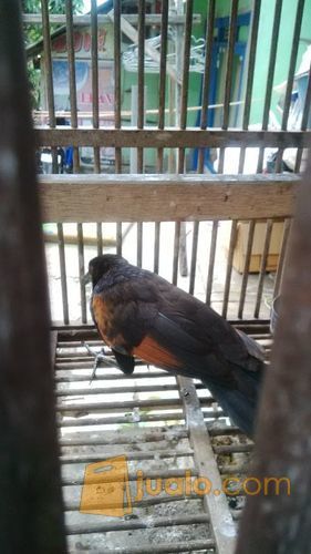 burung gagak mata merah