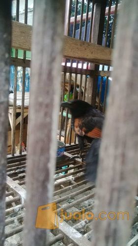 burung gagak mata merah