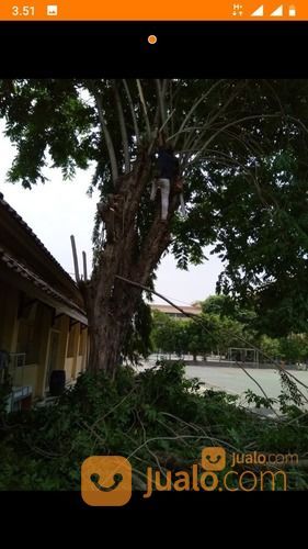 Tukang Tebang Pohon Dan Buang Sampah Pohon Serta Cabut Akar Pohon Wa 085641290679