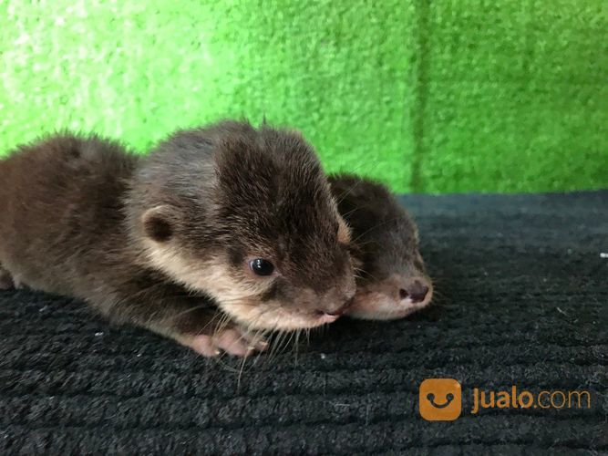 BERANG BERANG / OTTER Murah