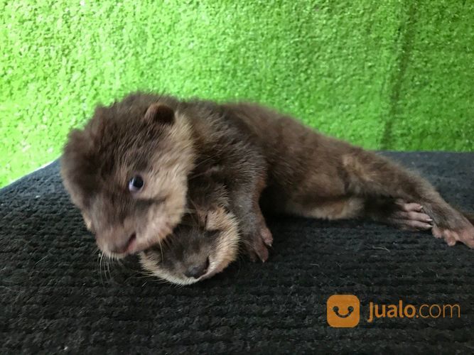 BERANG BERANG / OTTER Murah