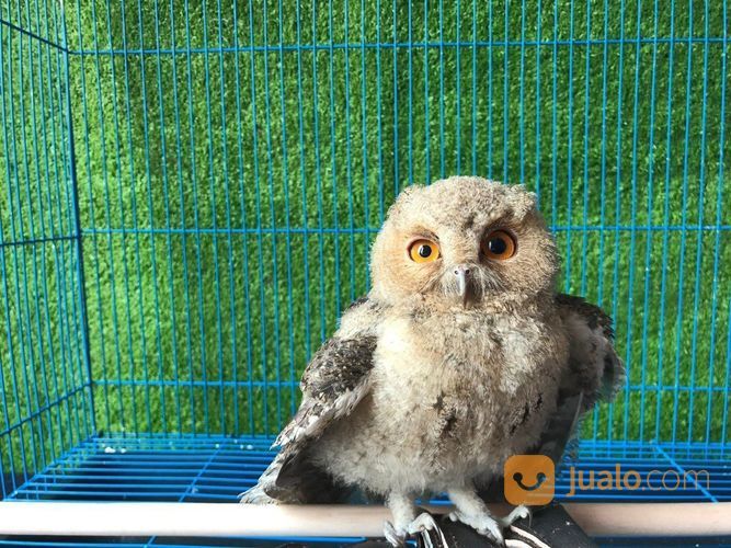 BURUNG HANTU CELEPUK MURAH