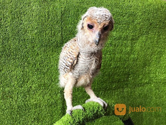 BURUNG HANTU STRIX SELOPUTO