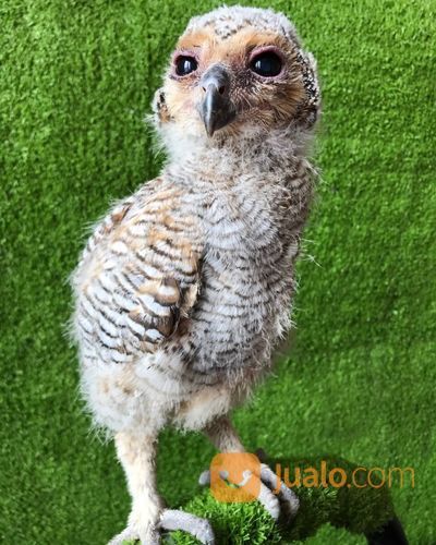 BURUNG HANTU STRIX SELOPUTO