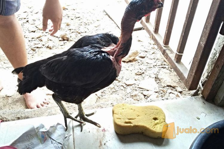 ayam bangkok Saigon indukan ori super dragon