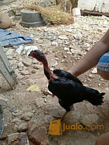 ayam bangkok Saigon indukan ori super dragon