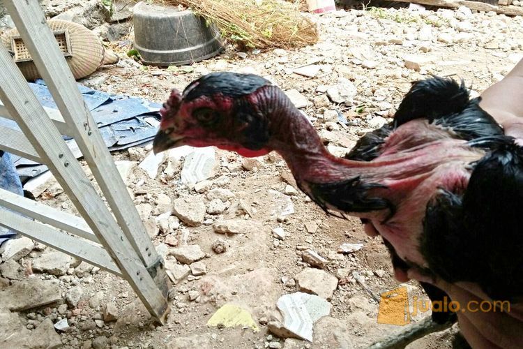 ayam bangkok Saigon indukan ori super dragon