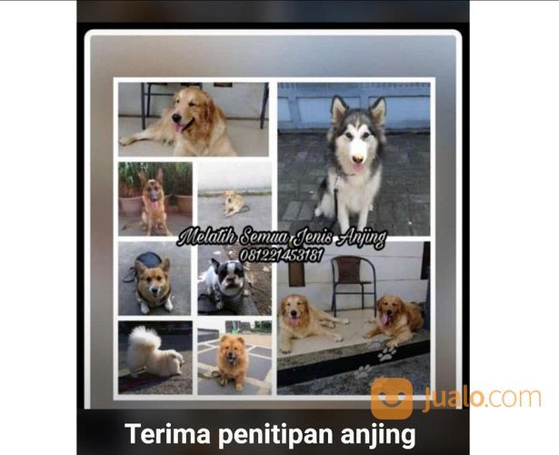 Pelatih Anjing Di Bandung
