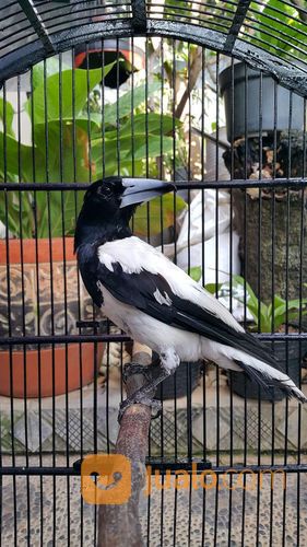 Burung Jagal Blorok Papua Fullseet