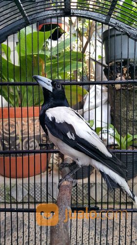 Burung Jagal Blorok Papua Fullseet