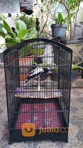 Burung Jagal Blorok Papua Fullseet