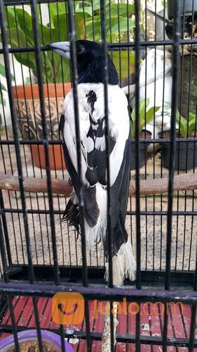 Burung Jagal Blorok Papua Fullseet