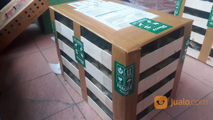 JASA PENGIRIMAN BURUNG / UNGGAS ANTAR PULAU