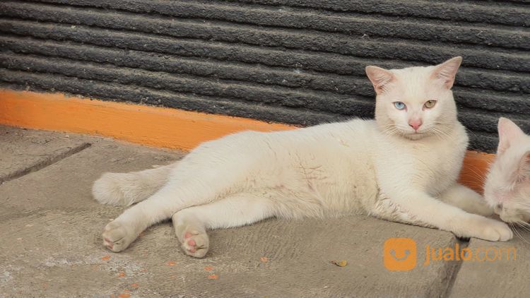 Turkish Anggora Cat With Exotic Odd Eyes