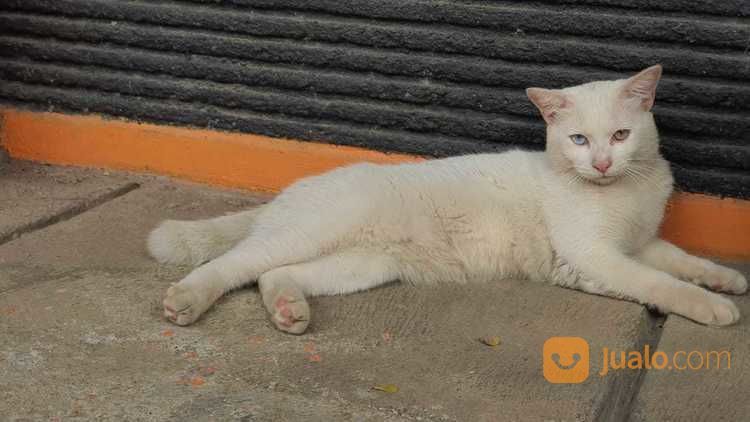Turkish Anggora Cat With Exotic Odd Eyes
