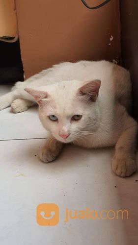 Turkish Anggora Cat With Exotic Odd Eyes