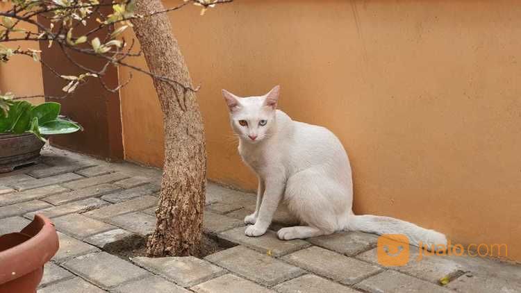 Turkish Anggora Cat With Exotic Odd Eyes