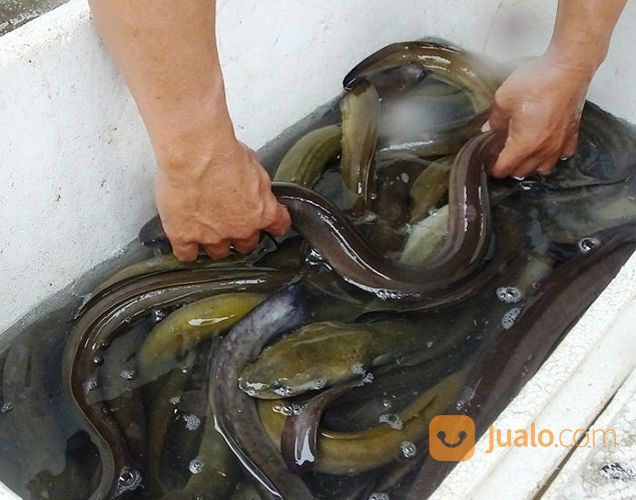 Ikan Sidat Konsumsi Hidup Dan Murah (Anguilla Bicolor) Terlaris