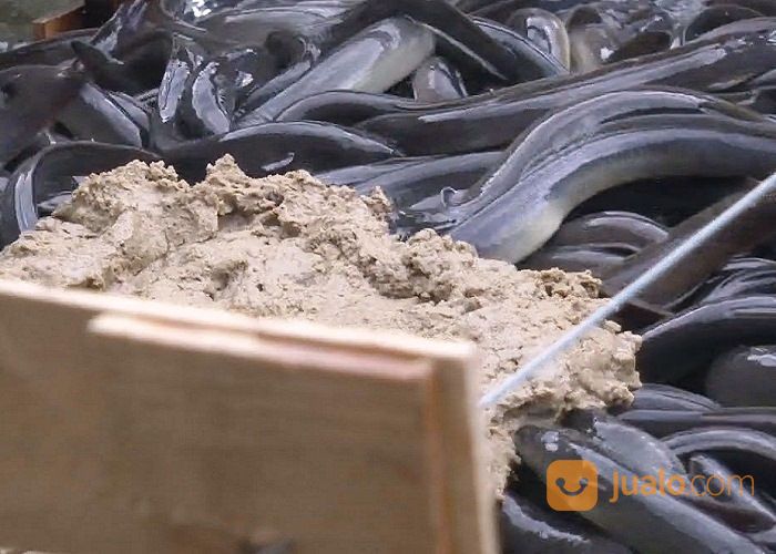 Ikan Sidat Konsumsi Hidup Dan Murah (Anguilla Bicolor) Terlaris