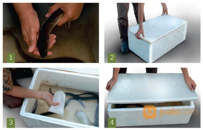 Ikan Sidat Konsumsi Hidup Dan Murah (Anguilla Bicolor) Terlaris