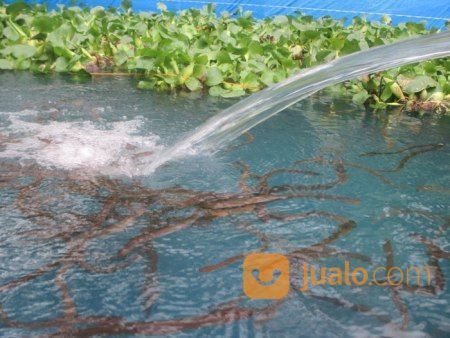 Ikan Sidat Konsumsi Hidup Dan Murah (Anguilla Bicolor) Terlaris