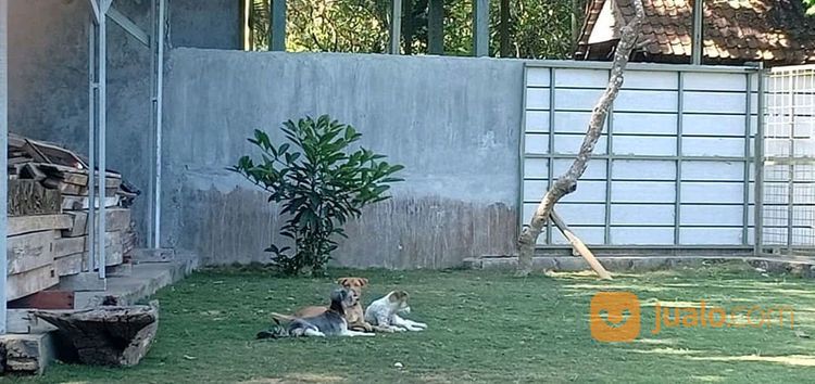 Penitipan Anjing Di Bali - Pole Dog Stay