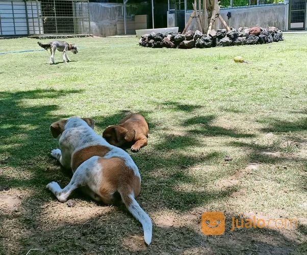 Penitipan Anjing Di Bali - Pole Dog Stay