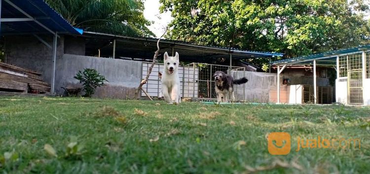 Penitipan Anjing Di Bali - Pole Dog Stay