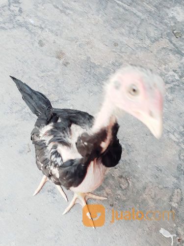 Ayam Bangkok Berkualitas Jawara