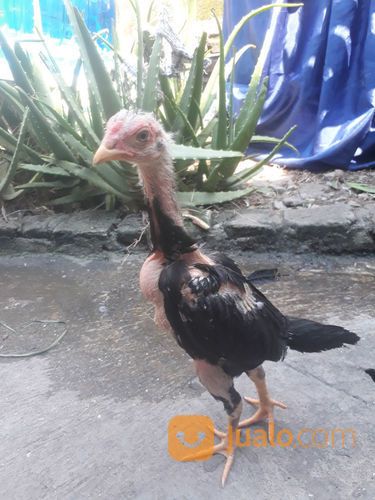 Ayam Bangkok Berkualitas Jawara