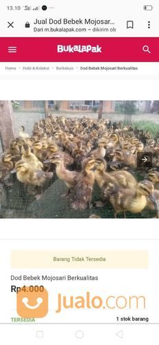 DOD Bebek Mojosari Betina