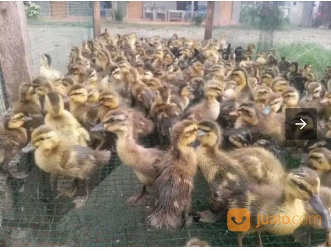 DOD Bebek Mojosari Betina