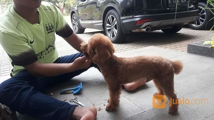 Jasa Grooming Panggilan Anjing Datang Kerumah