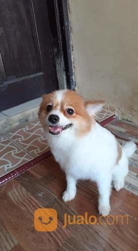 Jasa Grooming Panggilan Anjing Datang Kerumah