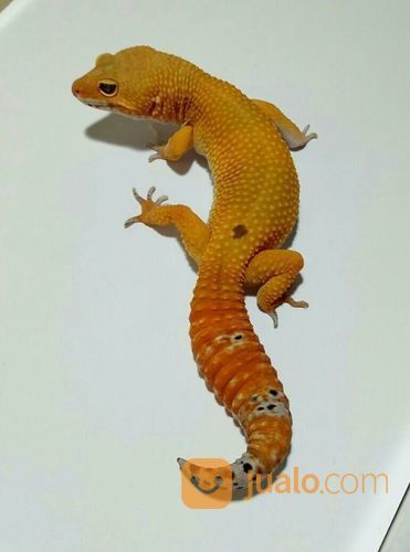 Leopard Gecko MALE SHTCT