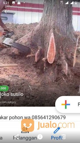 Jasa Cabut Akar Pohon Wa 085641290679