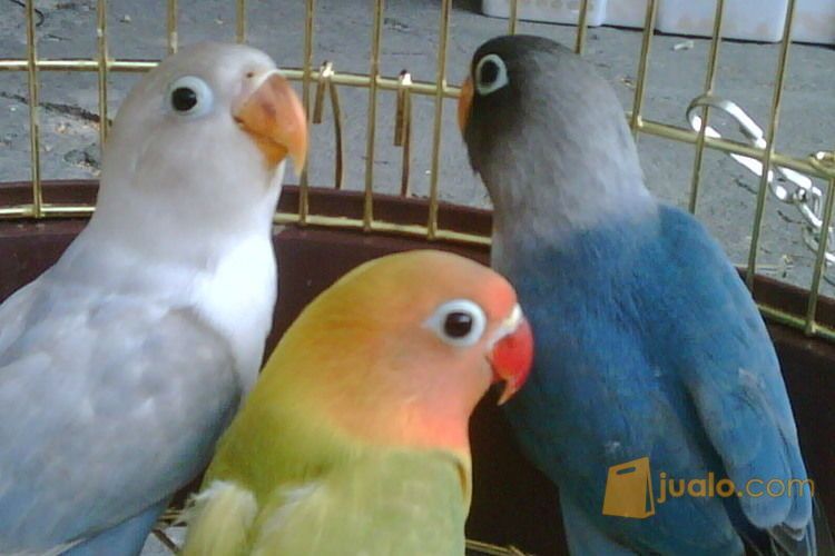 Grosir Anakan Burung Lovebird