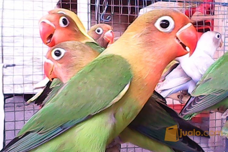 Grosir Anakan Burung Lovebird