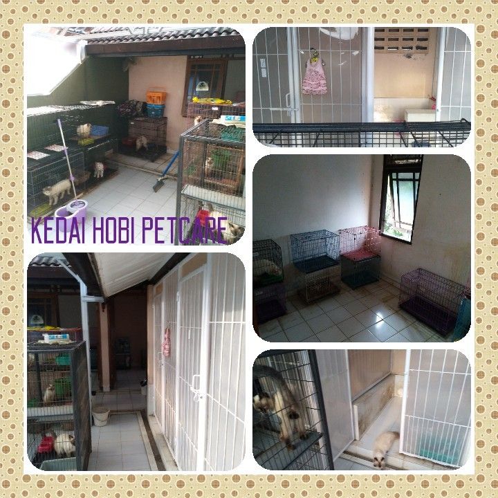 Penitipan Kucing Dengan Tarif Terjangkau