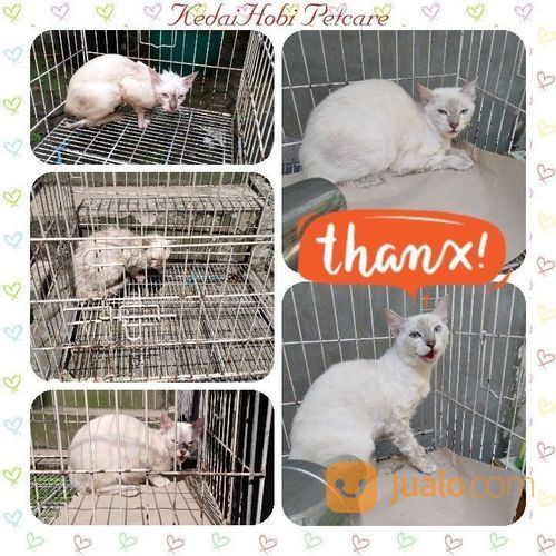Penitipan Kucing Dengan Tarif Terjangkau