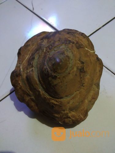 Suiseki Batu Nunggal Jalasutra Septarian Antik