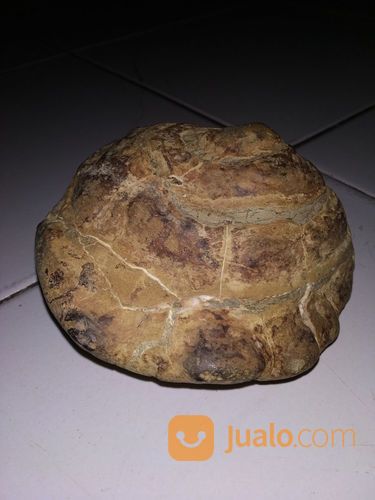 Suiseki Batu Nunggal Jalasutra Septarian Antik