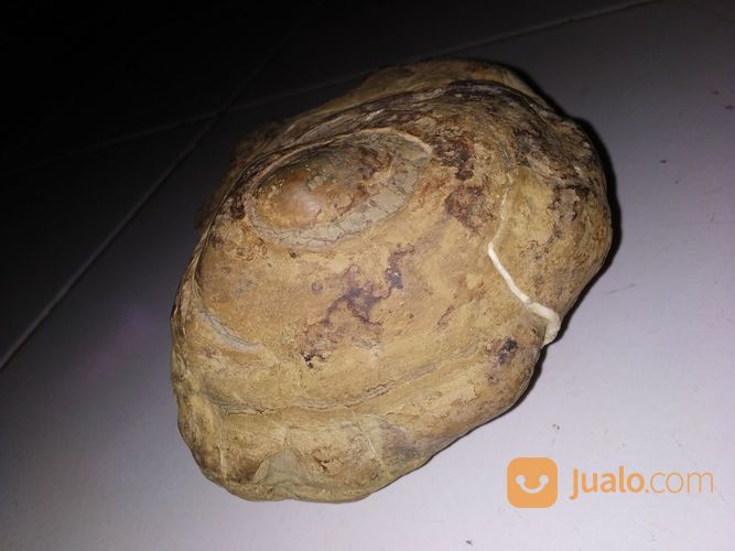 Suiseki Batu Nunggal Jalasutra Septarian Antik