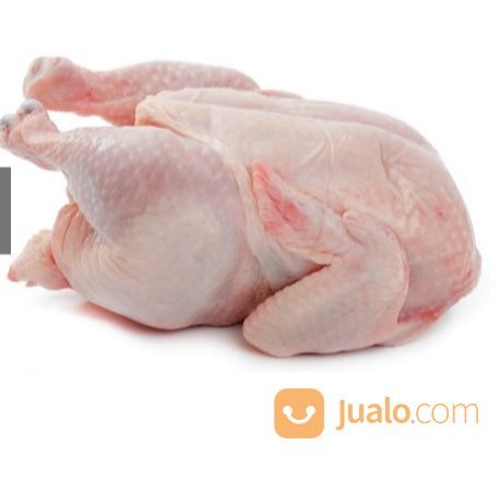 Supplier Ayam Karkas